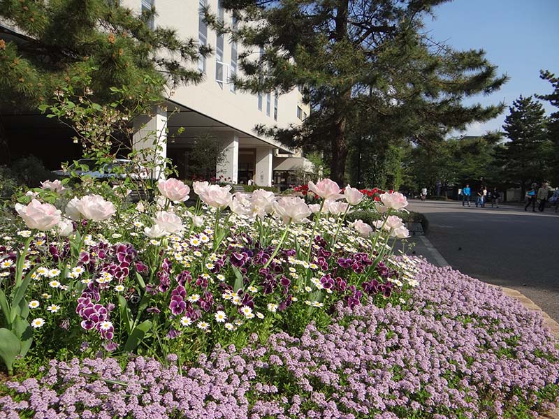 foto de macizo de flores